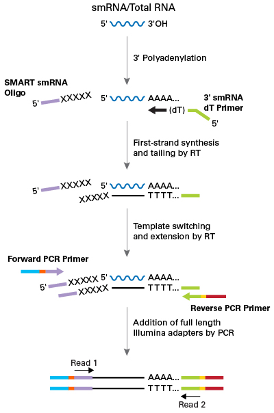 SMARTer SmRNA Seq Kit For Illuminasequence Small RNAs With High